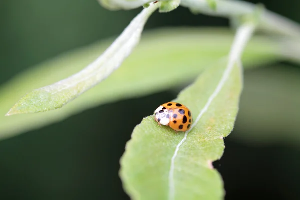 Ladybird escalada na folha — Fotografia de Stock