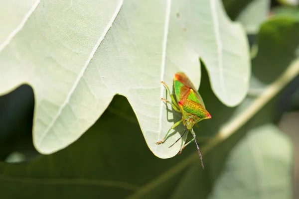 Bug de bouclier d'aubépine — Photo