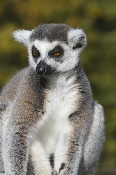 Ring-Tailed Maki — Stok fotoğraf