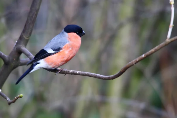 Bullfinch on branch — Stock Photo, Image