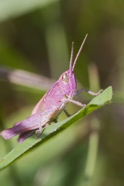 Roze sprinkhaan — Stockfoto