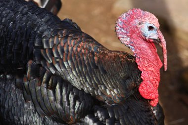 Türkiye (destek gallopavo)