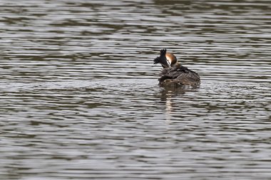 büyük tepeli batağan