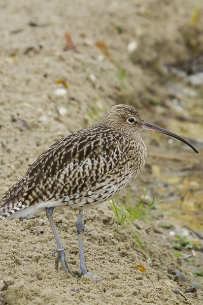 Vackra curlew — Stockfoto