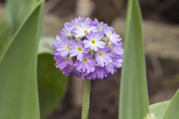 Květina Primula — Stock fotografie