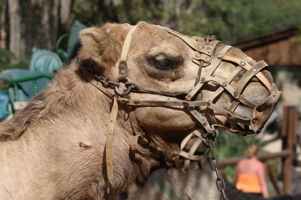 Camel with straps — Stock Photo, Image