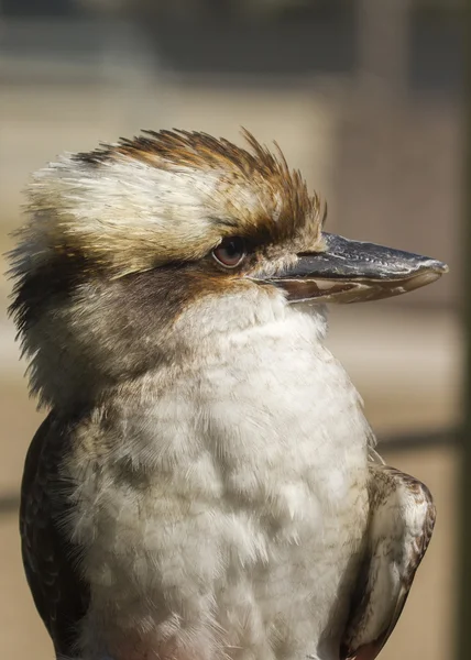 Śmiech kookaburra — Zdjęcie stockowe