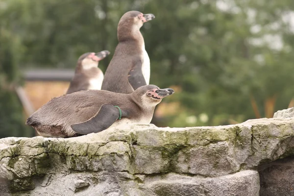 Groupe de pingouins — Photo