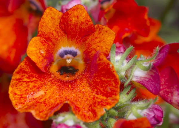 Flor vermelha — Fotografia de Stock