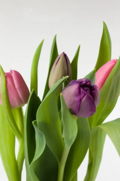 Tulpen boeket — Stockfoto