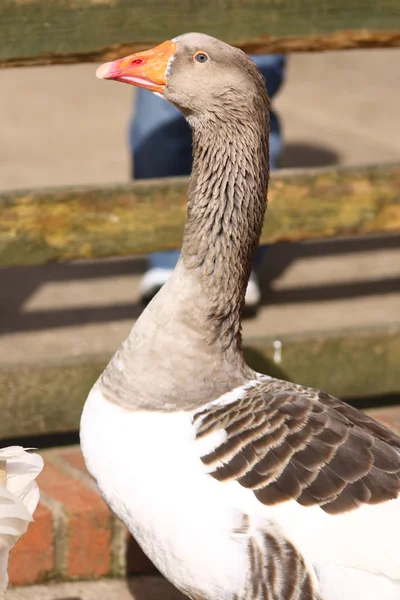 Greylag Goose — Stock Photo, Image