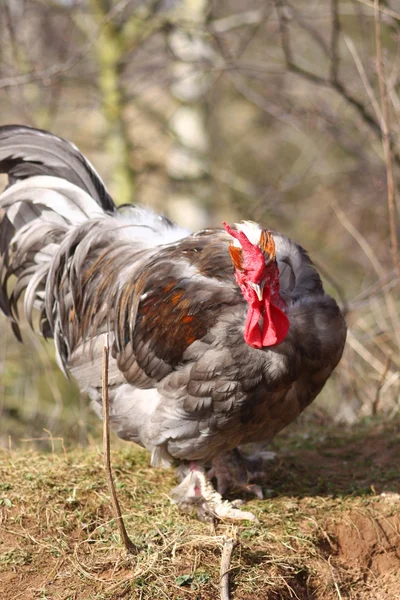 Güzel horoz — Stok fotoğraf