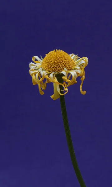 Dead flower — Stock Photo, Image