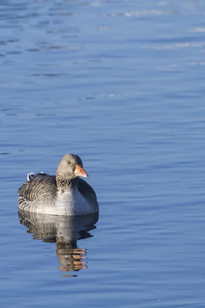 Greylag goose — Stock Photo, Image
