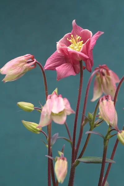 Aquilegia květ — Stock fotografie