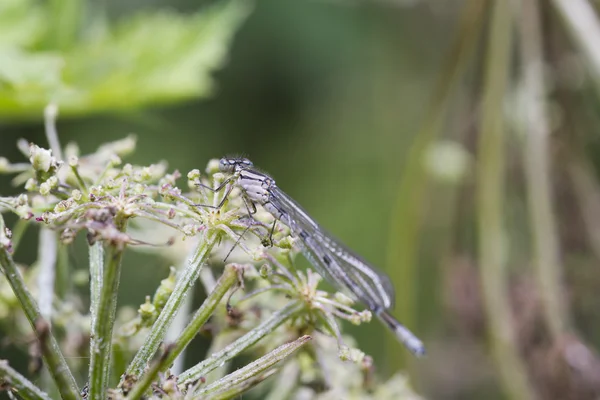 Burgfräulein auf Blume — Stockfoto