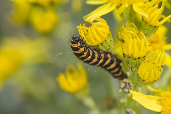 Zinnoberraupe — Stockfoto