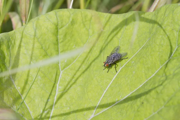 Mosca de carne —  Fotos de Stock