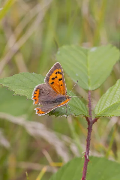 Copper butterfly — Stock Photo, Image