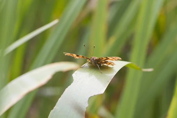 Comma  Butterfly — Stock Photo, Image