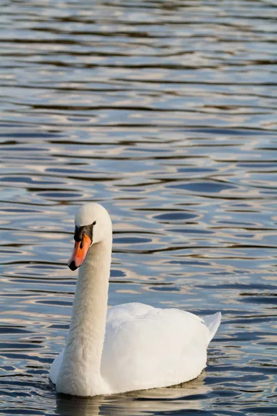 Swan on lake — Stock Photo, Image