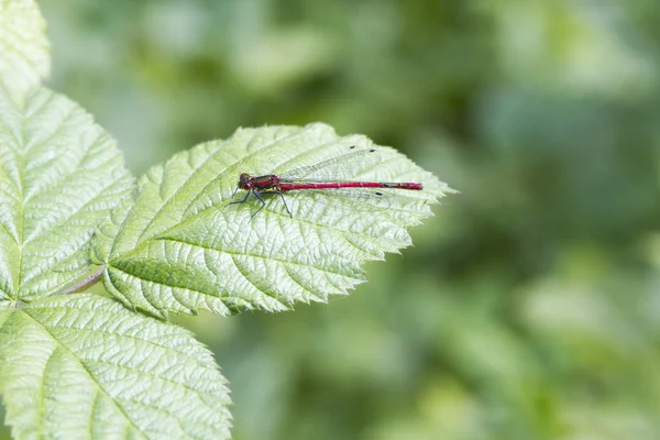 Kırmızı kızböcekleri — Stok fotoğraf