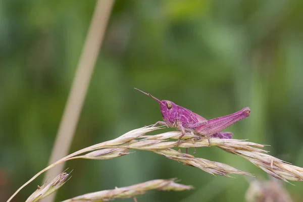 Pink Grasshopper — Stock Photo, Image