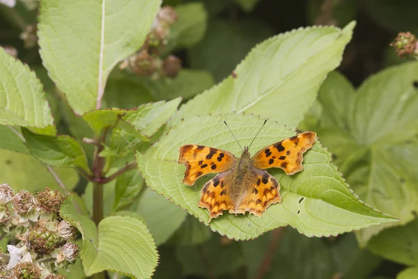 Komma-Schmetterling — Stockfoto