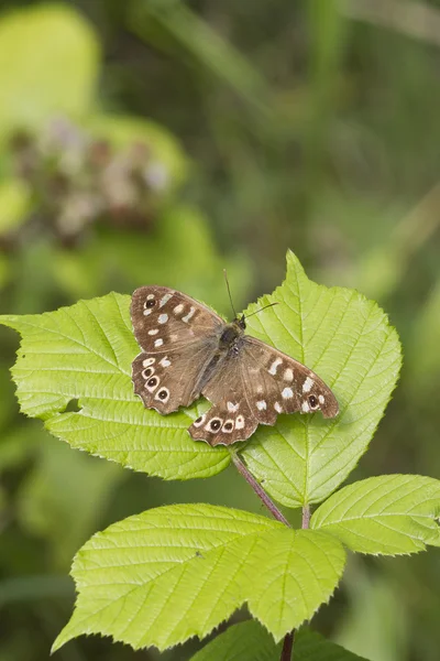 Speckled wood butterfly — Stock Photo, Image