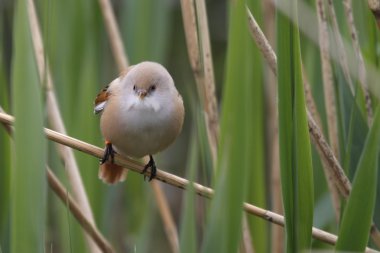 Sakallı baştankara