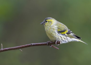 iskete üzerinde şube