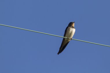 tel üzerinde yutmak