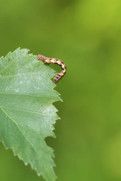 Mottled Umber — Stock Photo, Image