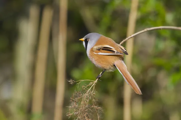 Tit vousatá — Stock fotografie