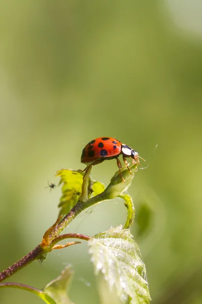 Kleiner Marienkäfer — Stockfoto