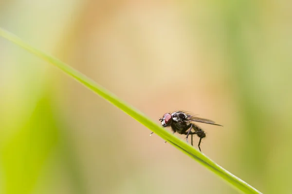 Vliegen op grassprietje — Stockfoto