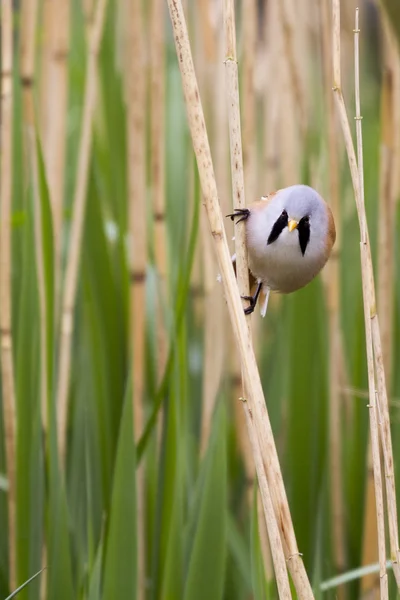 Tit vousatá — Stock fotografie