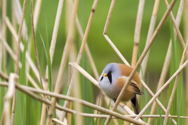 Tit vousatá — Stock fotografie