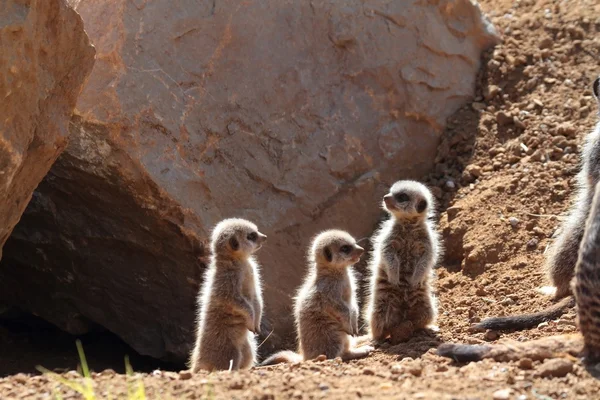 Bébés suricates mignons — Photo