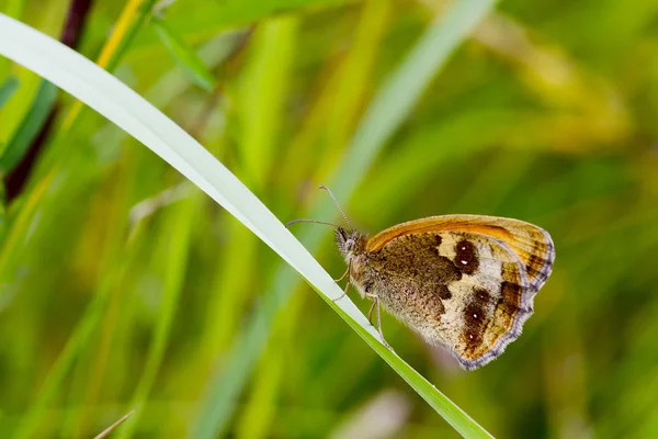 Ağ geçidi denetleyicisi kelebek — Stok fotoğraf