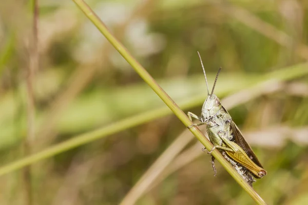 Saltamontes —  Fotos de Stock