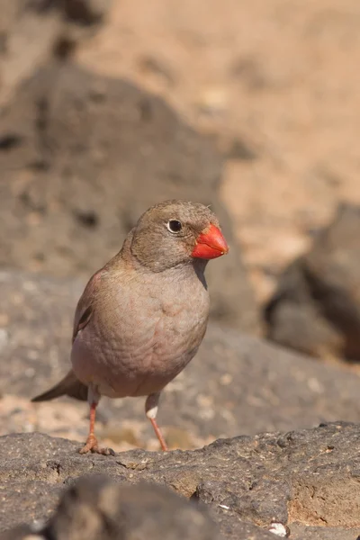 Trumpetista finch — Stock fotografie