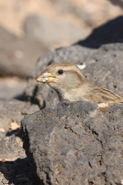 Sparrow  from Fuerteventura — Stock Photo, Image