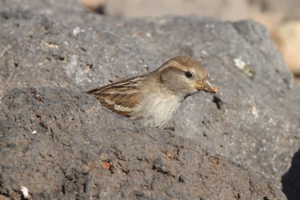 Sparrow dari Fuerteventura — Stok Foto