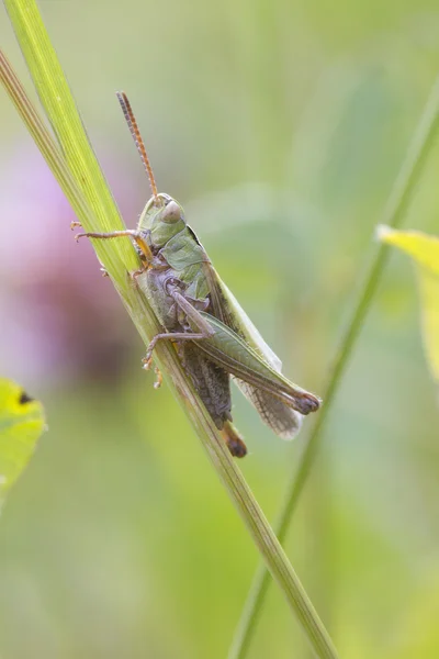 Grasshopper on stem — Stock Photo, Image