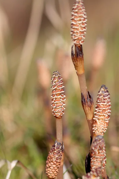 Horsetail Grass — Stock Photo, Image