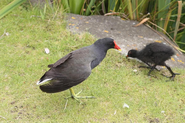 Galinha aquática (Gallinula chloropus ) — Fotografia de Stock