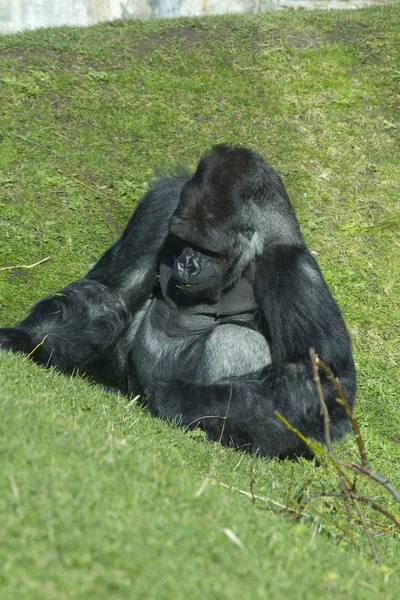 Silverback gorilla — Stock Photo, Image