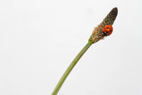 Pequeña mariquita — Foto de Stock