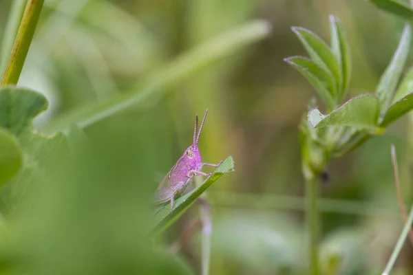 Saltamontes rosados —  Fotos de Stock